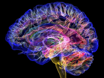 在线观看欧美啪啪啪大脑植入物有助于严重头部损伤恢复